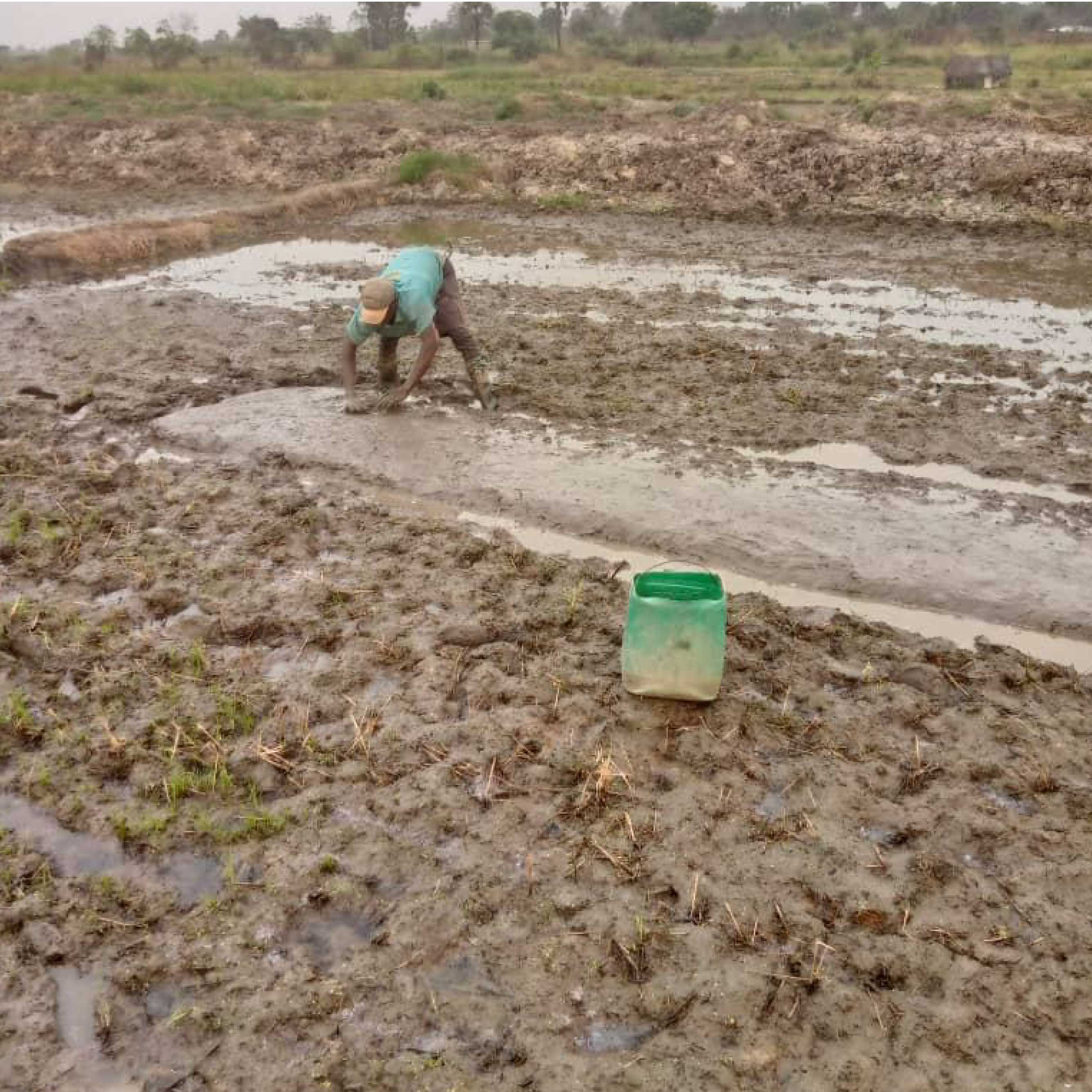 Traitement du sol - Conception de Planche de terre boueuse pour Recevoir la Pepinière- 2023</smal
