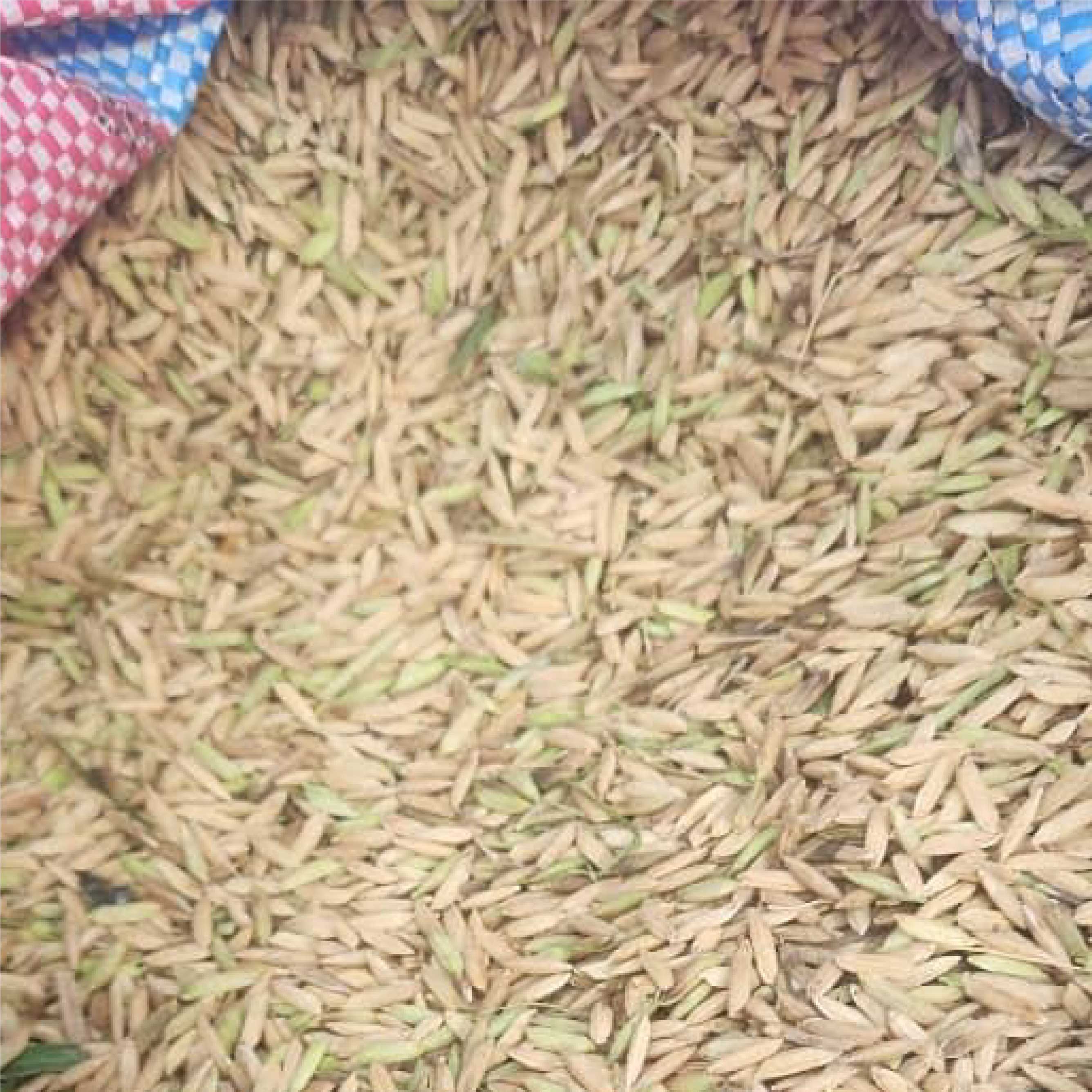 Mise en Sac du Riz Paddy ou non decortiqué 