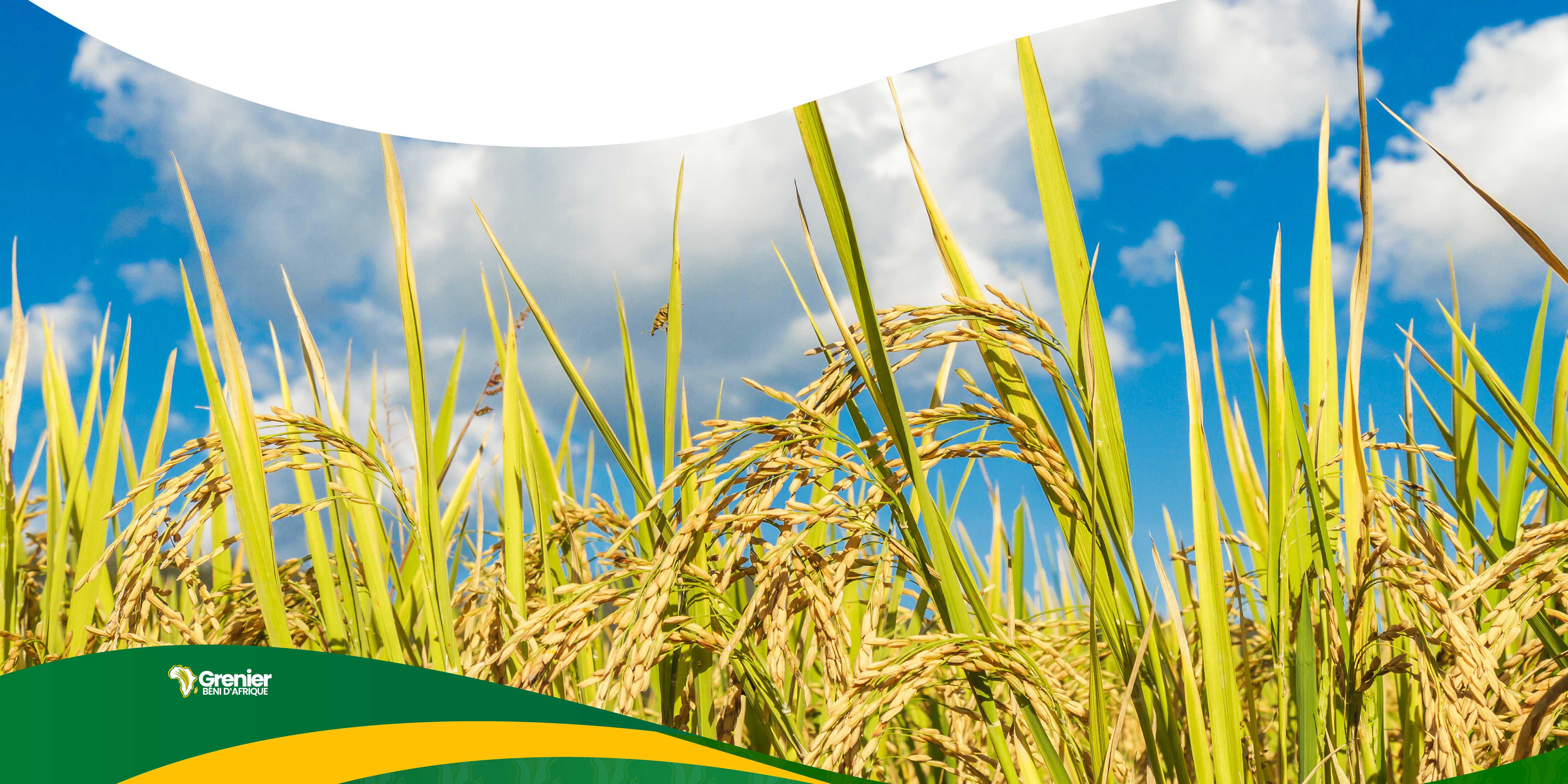 Grenier Béni d'Afrique à Yamoussoukro : production, transformation et
                .